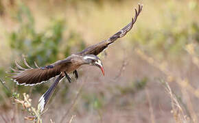 African Grey Hornbill