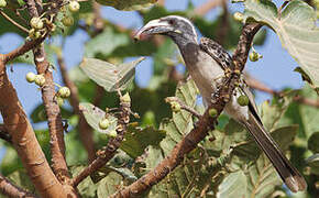 African Grey Hornbill