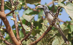 African Grey Hornbill