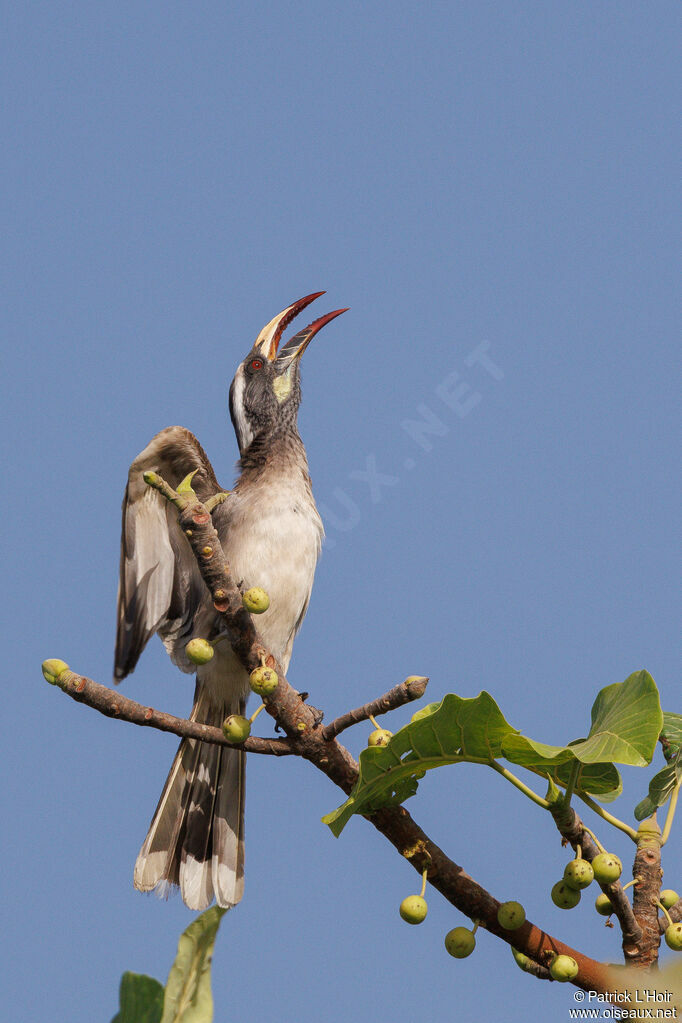 African Grey Hornbill