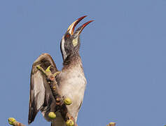 African Grey Hornbill