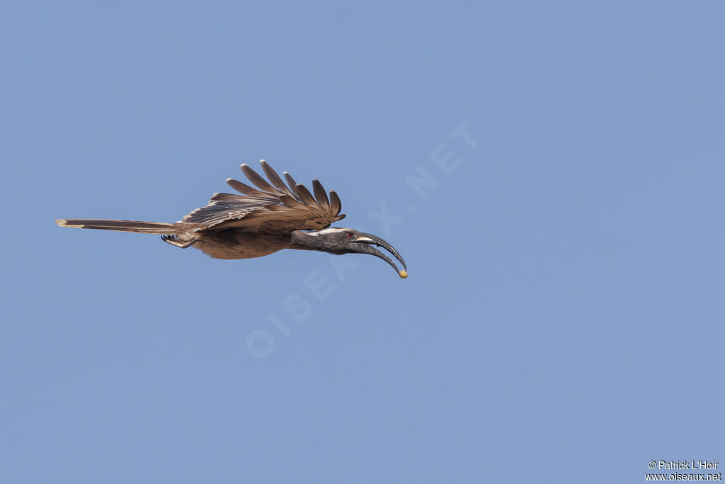 African Grey Hornbill