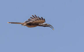 African Grey Hornbill