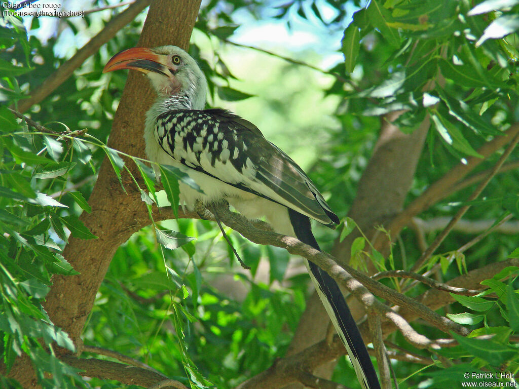 Northern Red-billed Hornbill