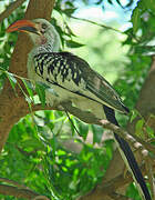 Northern Red-billed Hornbill