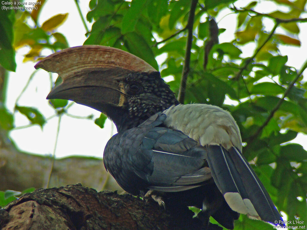 Silvery-cheeked Hornbill