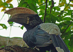 Silvery-cheeked Hornbill