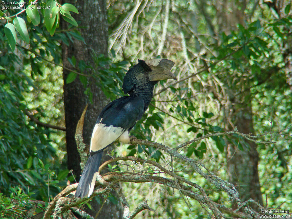 Black-and-white-casqued Hornbill