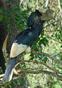 Black-and-white-casqued Hornbill