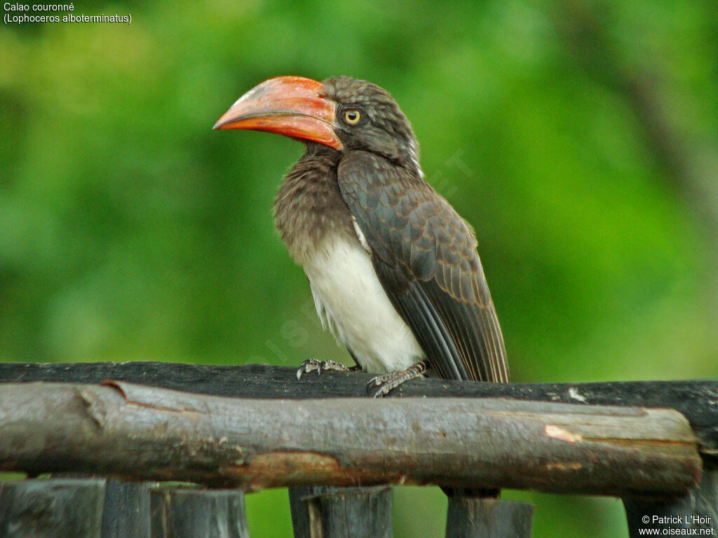 Crowned Hornbill