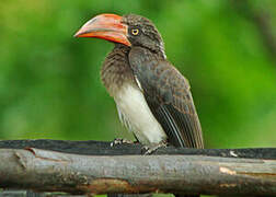 Crowned Hornbill