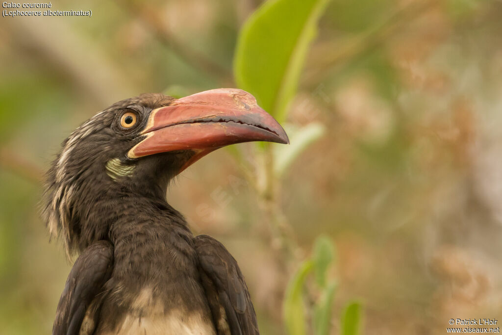 Crowned Hornbilladult