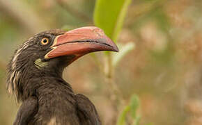 Crowned Hornbill