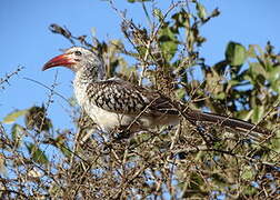 Southern Red-billed Hornbill