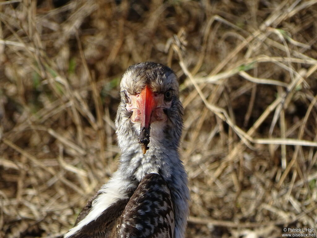 Southern Red-billed Hornbill