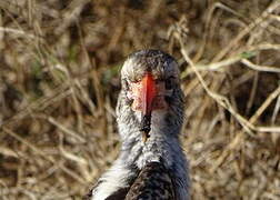 Southern Red-billed Hornbill