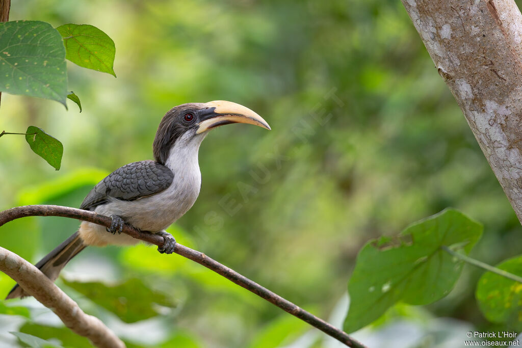 Sri Lanka Grey Hornbill male adult, habitat