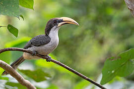 Sri Lanka Grey Hornbill