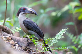 Sri Lanka Grey Hornbill