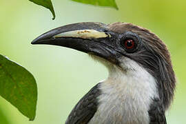 Sri Lanka Grey Hornbill