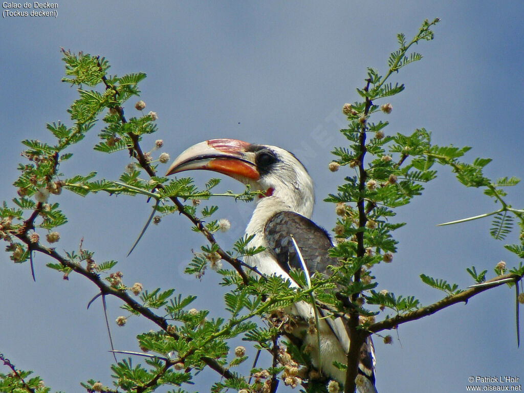 Von der Decken's Hornbill