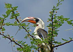 Von der Decken's Hornbill