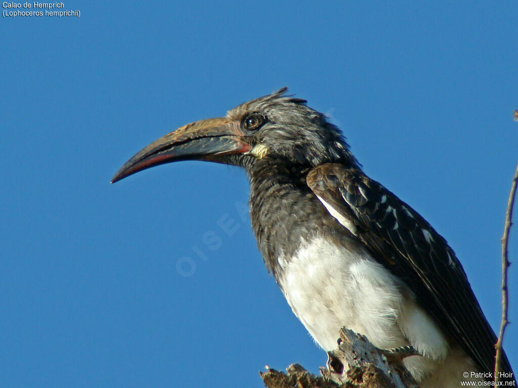 Hemprich's Hornbill