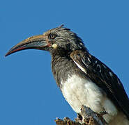 Hemprich's Hornbill