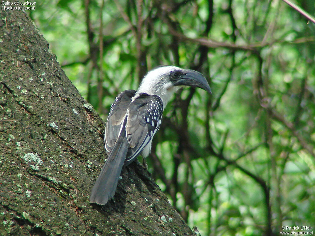 Jackson's Hornbill