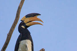 Malabar Pied Hornbill