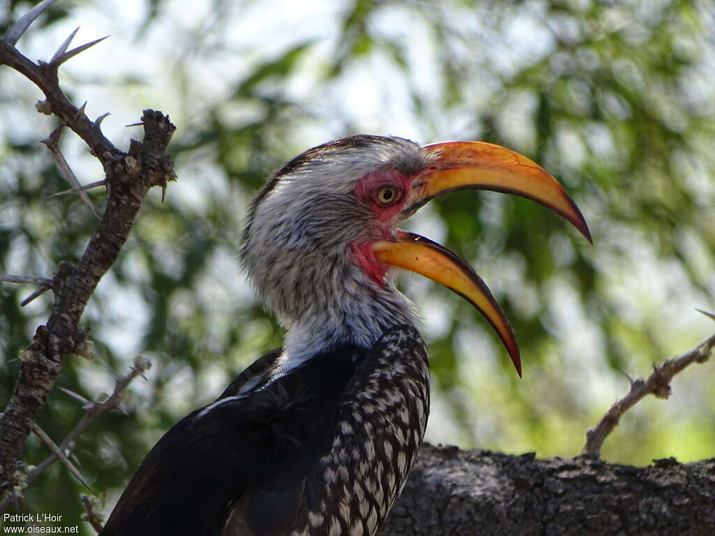 Southern Yellow-billed Hornbilladult, Behaviour