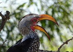 Southern Yellow-billed Hornbill