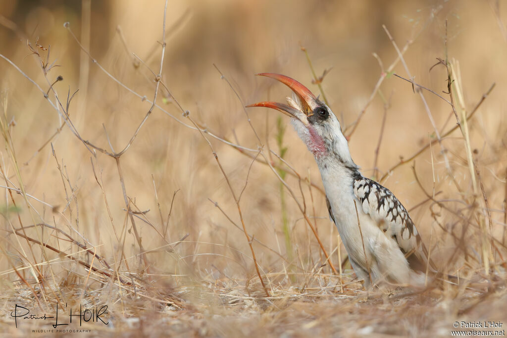 Western Red-billed Hornbill