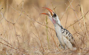 Western Red-billed Hornbill