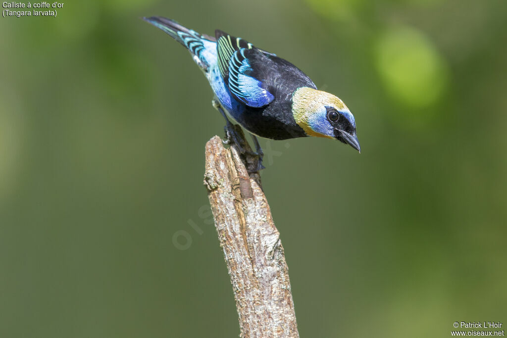 Golden-hooded Tanageradult