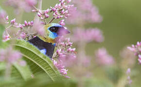 Golden-hooded Tanager