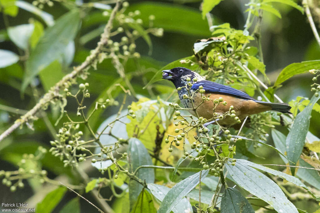 Spangle-cheeked Tanageradult, feeding habits