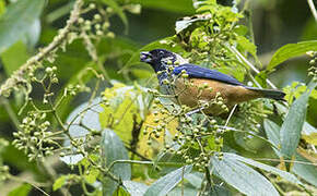 Spangle-cheeked Tanager