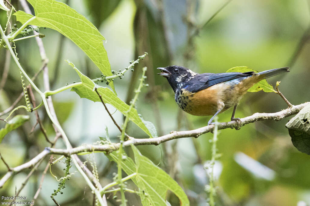 Spangle-cheeked Tanageradult, song