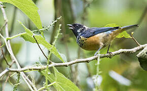 Spangle-cheeked Tanager