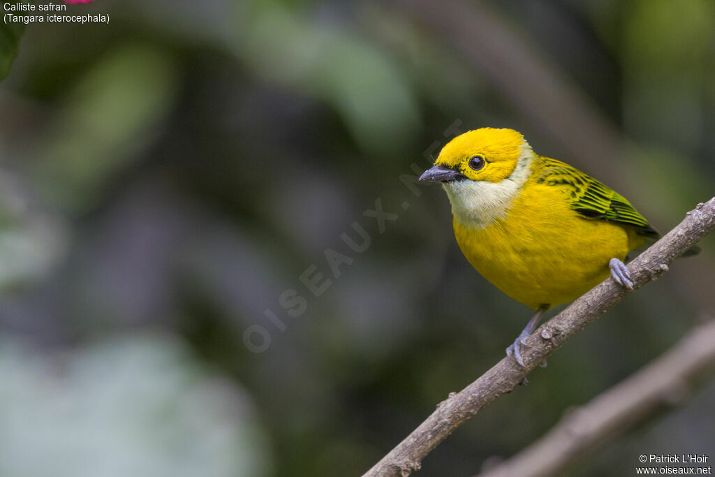 Silver-throated Tanageradult