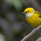 Calliste safran