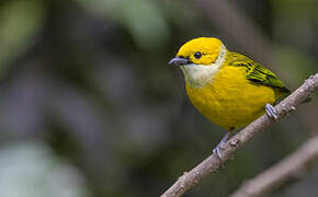 Silver-throated Tanager