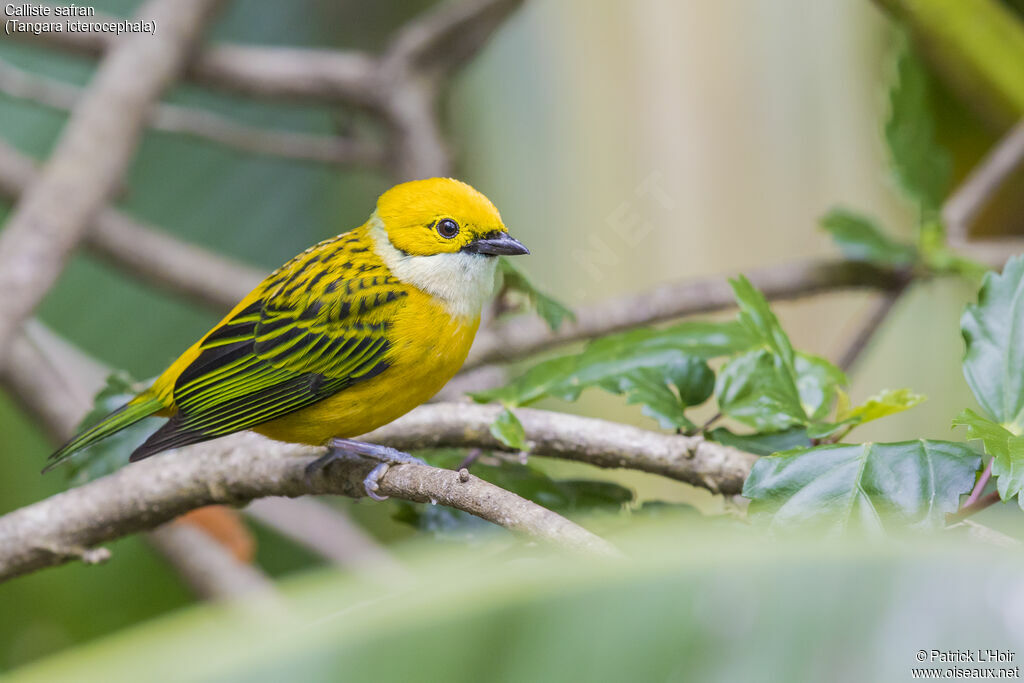 Silver-throated Tanager