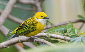 Silver-throated Tanager