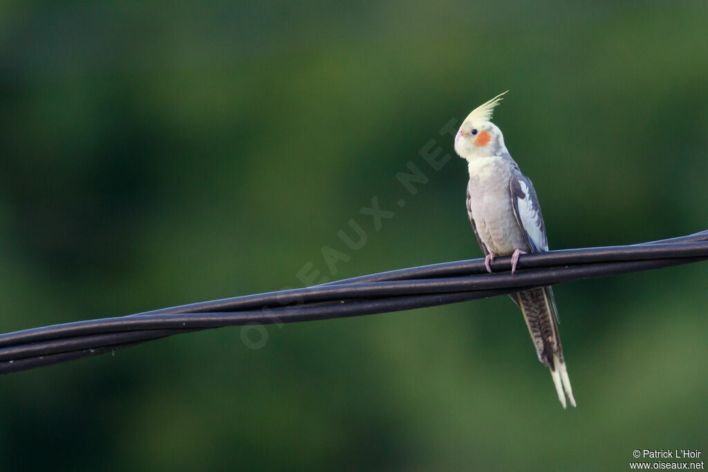 Cockatiel