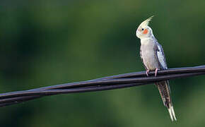 Cockatiel