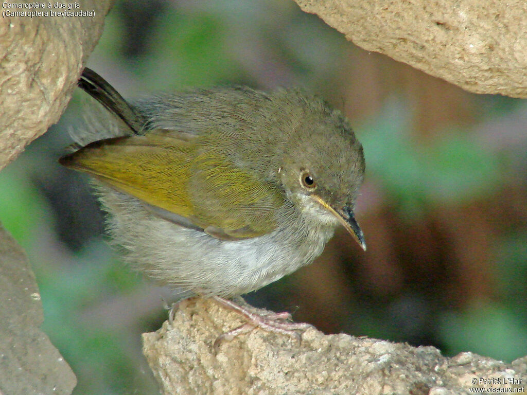 Camaroptère à dos gris