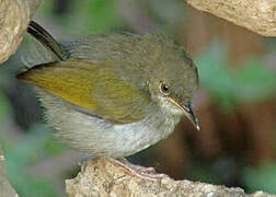 Grey-backed Camaroptera