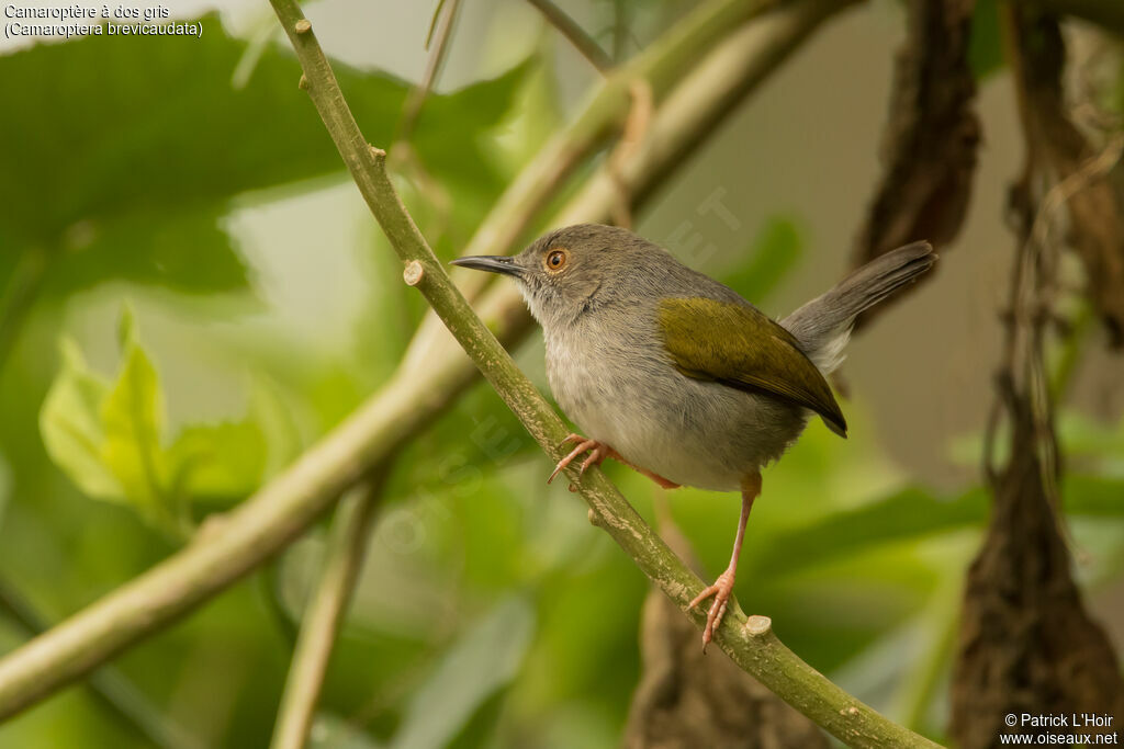 Grey-backed Camaropteraadult